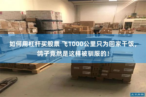 如何用杠杆买股票 飞1000公里只为回家干饭，鸽子竟然是这样被驯服的！